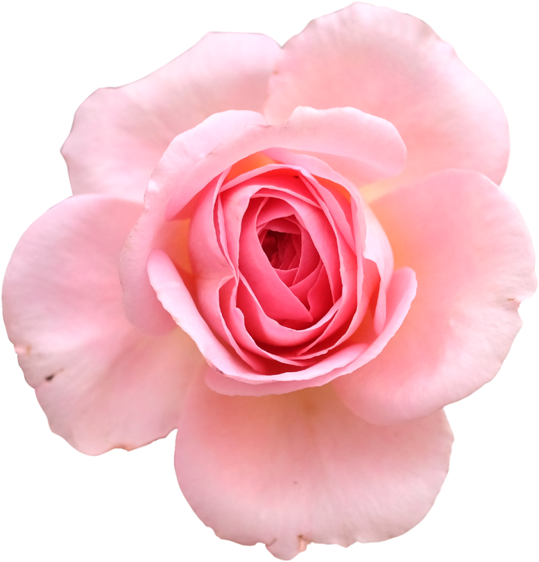 Pink Rose